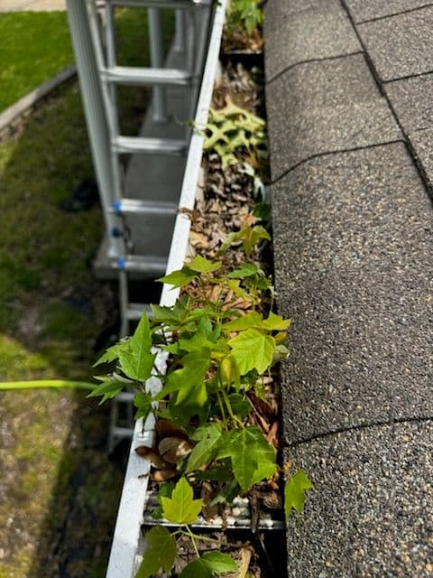 Gutter Cleaning Transformation in Saint Peters