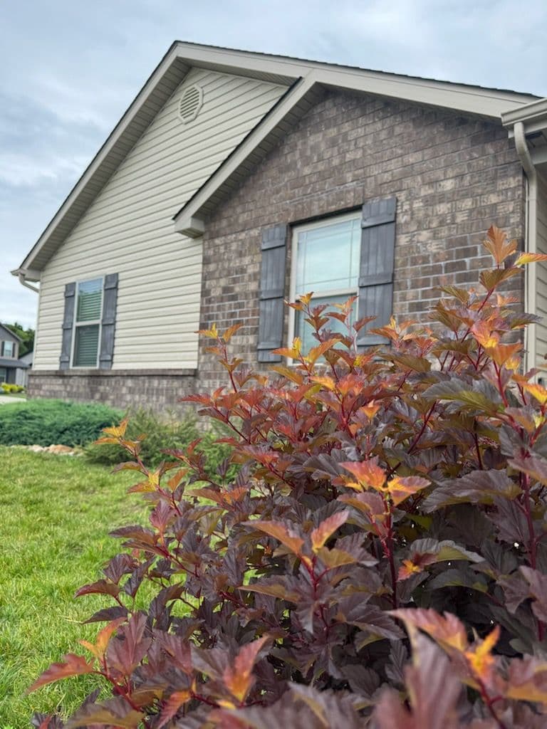 Transform Your Home with Expert House Washing image